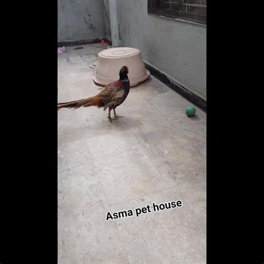 “Cute Pheasant Walking & Playing 🐦✨ | Adorable Bird Video”