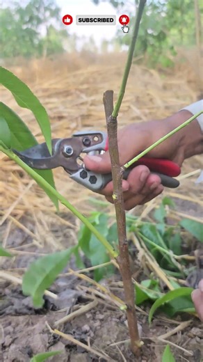 Initial Pruning of Peach Tree – Step by Step#PeachPruning #PeachTree #YoungTreeCare #PruningTips