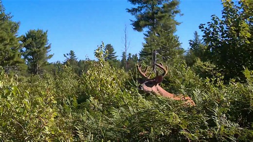 Bill Gillespie on Reels