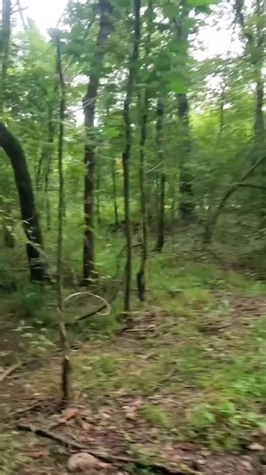 4.8K views · 88 reactions | Peter Cottontail came close to being caught. #runtocatch #rabbitdogs | Catron's Kennel | Facebook