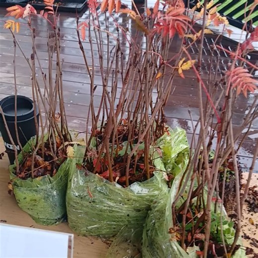 Tamworth Castle on Reels