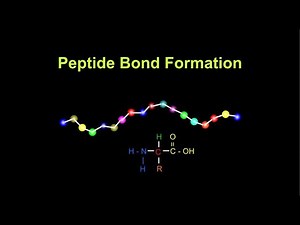 Peptide Bond Formation