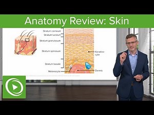 Anatomy Review: Skin – Dermatology | Lecturio