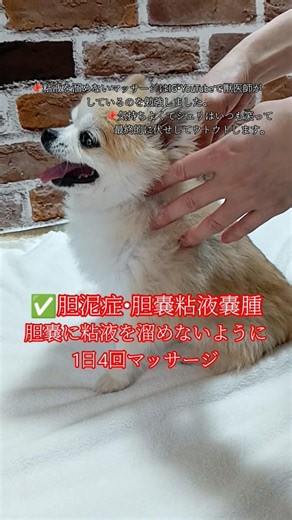 胆泥症・胆嚢粘液嚢腫と闘う愛犬 #犬 #いぬ #dog #shorts