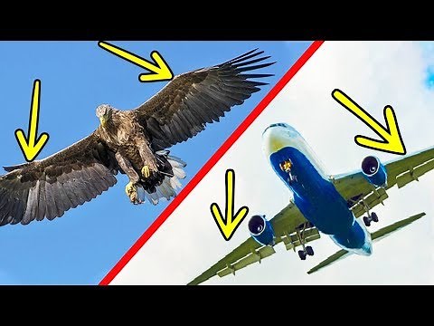 11 awesome technologies Inspired by animals ✈️🦅