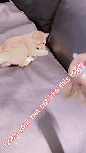 #pet supplies #My pet .lts crazy your pet likes it