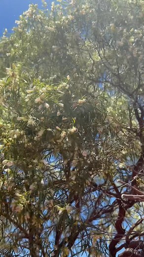 🌼✨ Gumby Gumby in Flower – A Sign of Strength and New Growth ✨🌼 Out on Country today, our beautiful Gumby Gumby is in full flower. These little creamy-white bells are a sign that the plant is thriving, the seasons are shifting, and the land is waking up after the heat. When Gumby Gumby flowers, it’s the tree telling us: 🌿 “I’m healthy, I’m strong, and my medicine is active.” The leaves — which hold the powerful healing properties mob have used for generations — are still perfect for harvestin