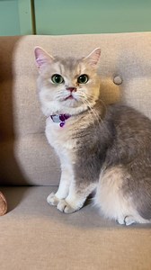 Autoship is easy on the Chewy app! Set your schedule. Change anytime. Enjoy extra savings 🐶🐱 | Chewy