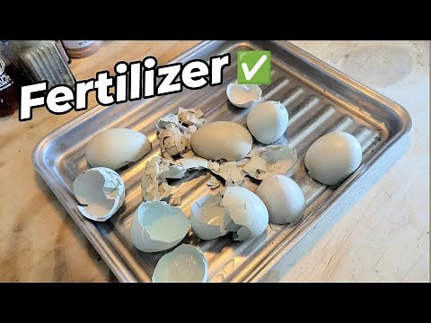 How to Turn Eggshells into Fertilizer!🥚 Easy Calcium for Watermelon!🍉