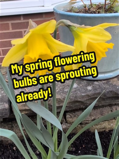 Spring has arrived in my garden already. My Crocus, Grape Hyacinths, Tulips and Daffodils are all peeping through in my borders but the beautiful daffodils are stealing the show so far. #springflower #springplanting #springbulbs #flowers #flowerbulbs