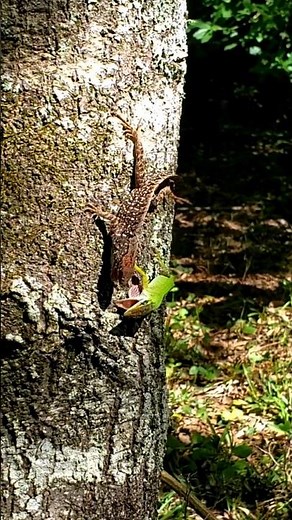 Anole Lizards Fighting in the Food Forest #wildlife #battle #lizard #reptiles #fight