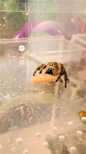 —Ophelia, the monster—- Jumping Spider Corn on the Cobb —Ophelia, the monster—- | Ophelia, the monster