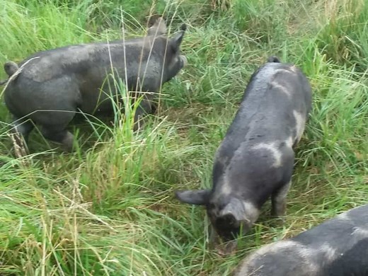 How To Tell The Differences In Pig Breeds – Family Farm Livestock