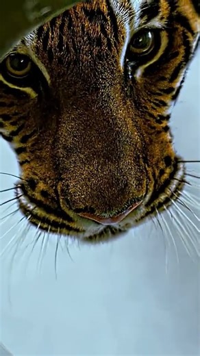 Burning Bright (2010) | One house, one tiger, and a sister’s courage.💪✨ #edit