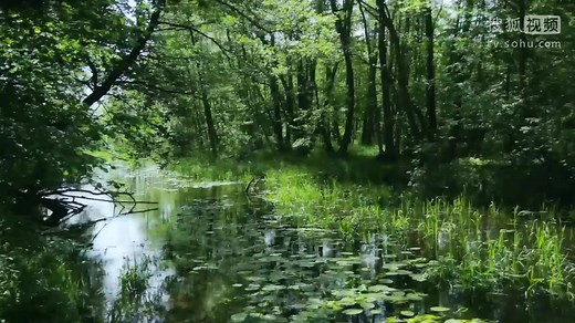 高清视频素材 大森林美丽风光(1607)720P