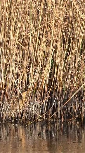 POV je ziet een bijzondere vogel! | ROERDOMP