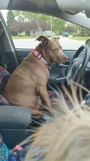 Wacky dog races with Lady the Pitbull ##ladythepitbull #trixietheterrible