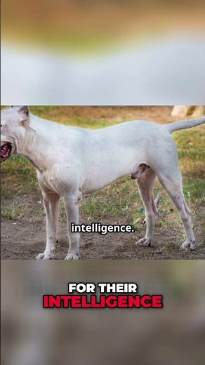 Dogo Argentino: The Loyal Protector - Breed Guide