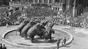 Ringling Bros. Announces End to Elephant Performances