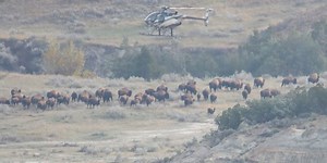 Theodore Roosevelt National Park reducing bison population in South Unit