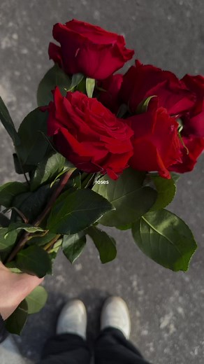 Las rosas rojas: belleza y significado