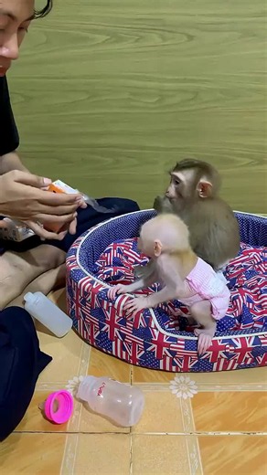 Cute baby monkey moments — Monkey Bibi latest video