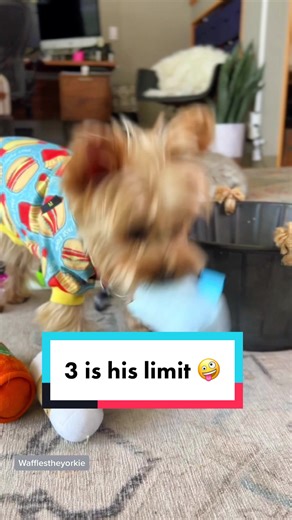 Waffles the Yorkie Dog's Funny Limits Revealed!