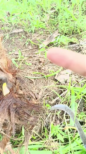 Philippine Giant Centipede: A Fascinating Encounter