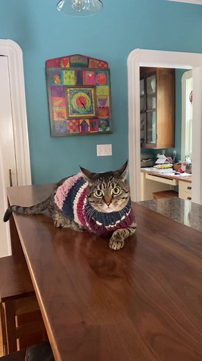 3-Legged Cat Sweater Knitting Tutorial
