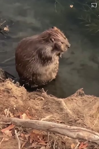Adorable Beaver Taking a Bath