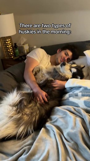 Which type is your dog? #kexthehusky #husky #huskylife #huskysoftiktok #huskypuppy #dogsoftiktok #vocaldog #dog #puppy #dramatichusky #dogdad #dogmom