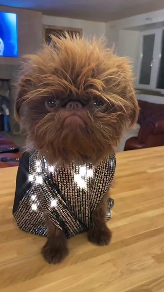 Private Dancer With a Disco Vibe — Brussels Griffon on the Move