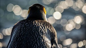 Download Penguin bird animal in tuxedo pattern stands back to camera with sunlight reflecting on feathers and shimmering water bokeh wildlife scene for free
