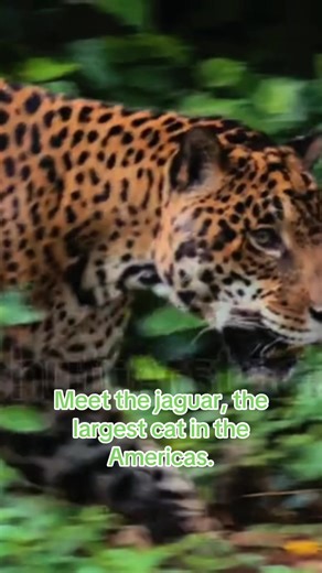 Episode 1: Meet The Jaguar 🐆. | jaguar