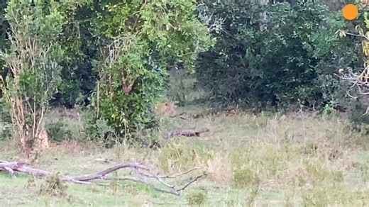 Python Constricts Leopard As It Fights Back #WildlifeDrama #PythonVsLeopard #PredatorEncounter #AnimalBehavior #NatureInAction #WildlifeObservation #SurvivalInstincts #AnimalKingdom #NatureScenes #WildlifeEncounters | The Beauty of Life