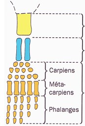 Evolution des organismes