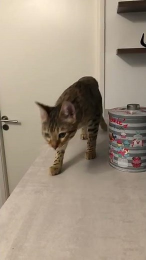 Female cat in heat meowing ( mate calling, bengal )