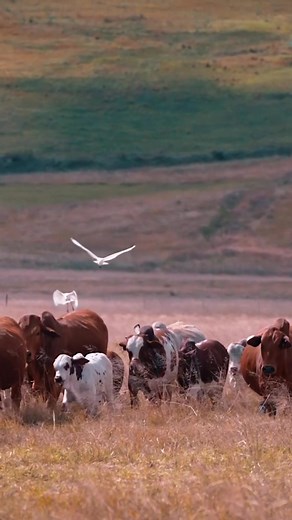 One mistake, we get money we getting more Borans 😂✨ #fyp #blackoxfarming #farming #farmlife #agriculture #boran