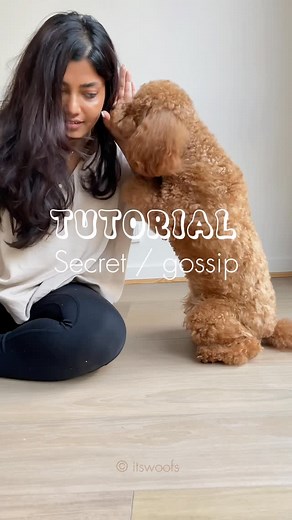 Oliver & Winky | Cavoodles | Cavapoo on Instagram: "SECRET to telling a SECRET - Tutorial ✎ Some might also call this trick gossip. ✎ The first few steps of this tutorial are similar to other tricks such as ‘touch’ and ‘boop’ (tutorial up in our profile). ✎ Once you teach the ‘touch’ command, possibilities are endless. Secret/gossip is one of them. Here’s how to teach your dog to tell a secret in 3 simple steps 1. Form an L shape with your hand and Lure the dog with a treat. Mark and reward when