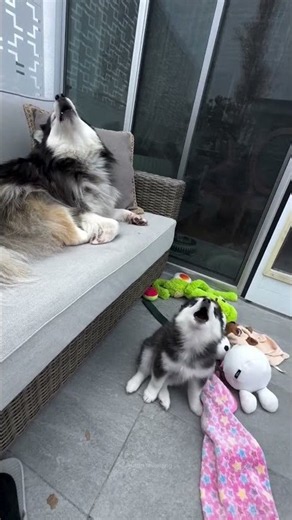 Suara Lolongnya Kayak Sirene! 😂🐶