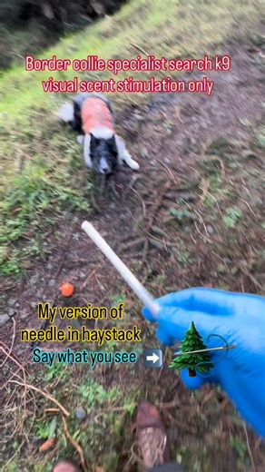 BMBC k9 (Saul) | Saul using his ability to see the target scent then access his stored scent memory like a human can remember a particular smell from just... | Instagram