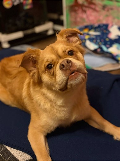 Adoption Donation Impact at Our Rescue