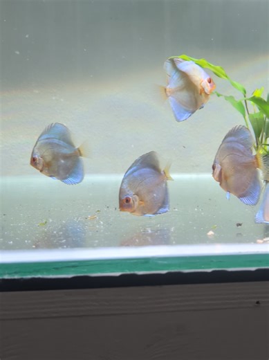 Happy Fish Happy Life :) #discusfish #netherlands #tropicalfish #fish #aquarium