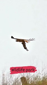 Red-tailed Hawk returns from hunting #wild bird photography #Red-tailed Hawk #birdphotography #birdwatching #animals bird world ! #birds #birdsofprey #birdslover #birdsoftiktok #birdwatching #eaglegaming #EaglesNation #EaglePride #EaglePass #Eagles | wildlife park