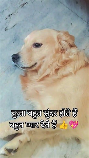 dogs bahut Sundar hote Hain Pyar karne ke liye hote💖#goldenretreivers #street dog lover