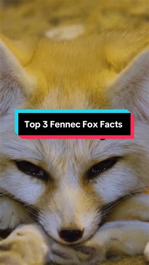 Fennec Foxes are Incredible! #animals #animalfacts #fennecfox