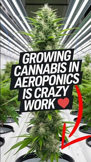 GROWING 🌱💨 in AEROPONICS is CRAZY Work! 🤯 (PART 1)