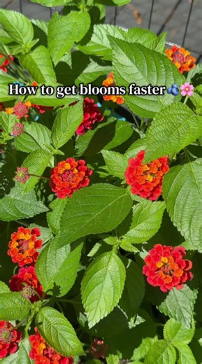 Help your flowers thrive with these blooming tips