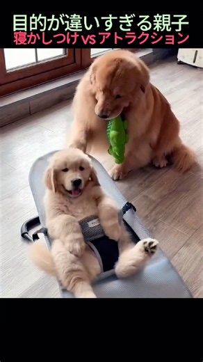 早く寝てほしい母犬と、遊園地気分の赤ちゃん犬