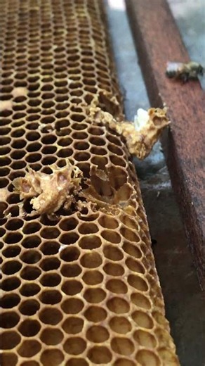 Extra Queen Cells In Hive / What Beekeepers Do 🐝👑 #shorts